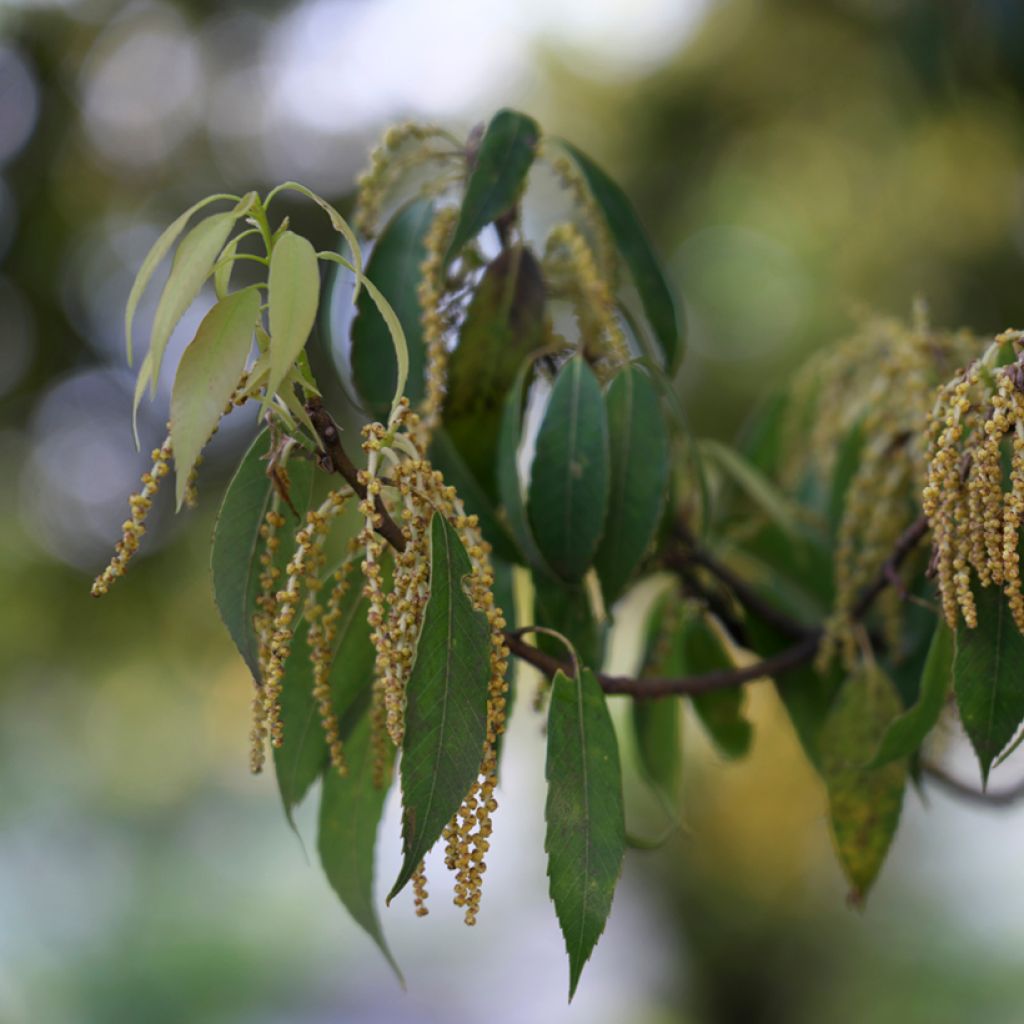 Quercus myrsinifolia