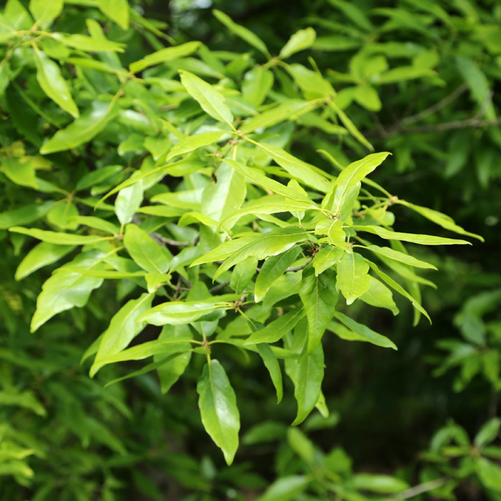 Quercus petraea Mespilifolia - Sessile Oak