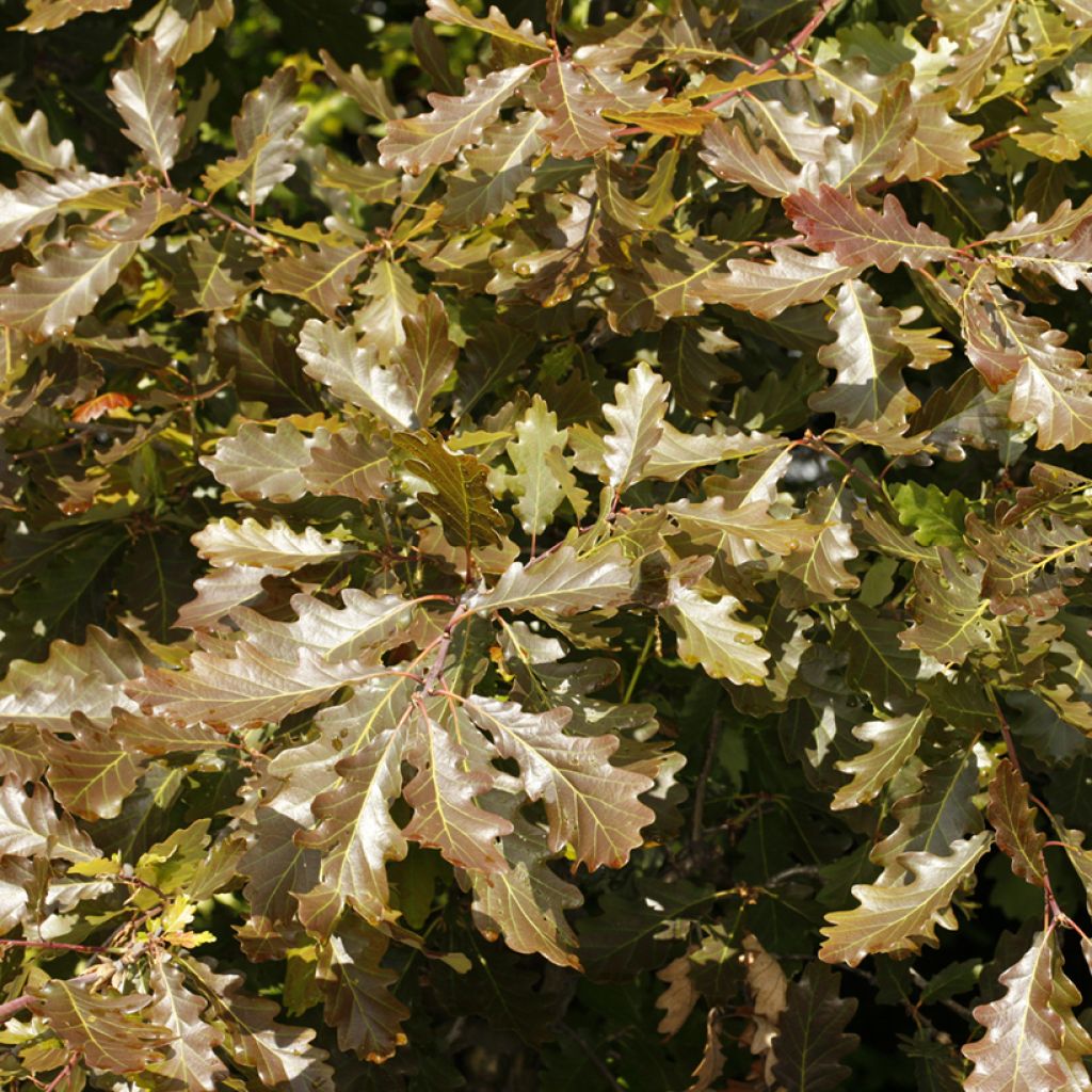 Quercus petraea Purpurea - Sessile Oak