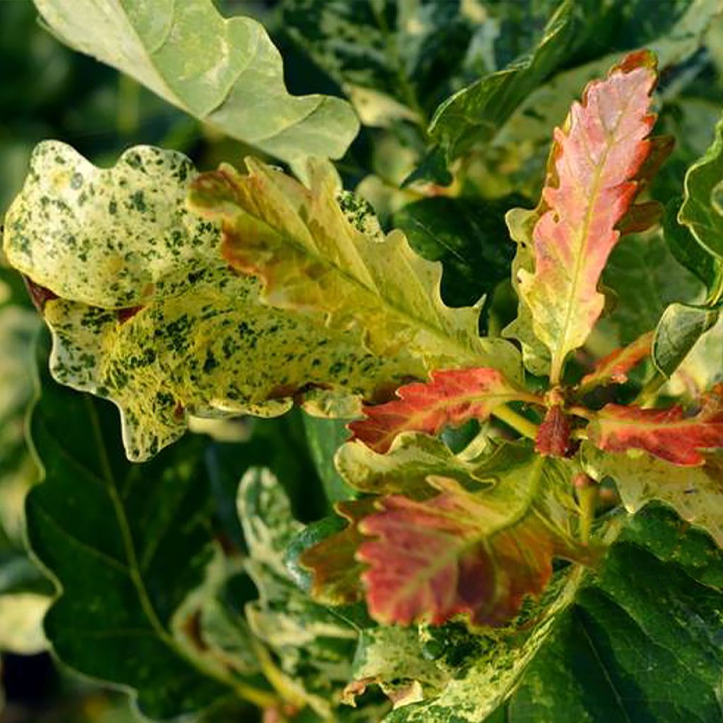 Quercus petraea Włodzimierz Seneta - Sessile Oak