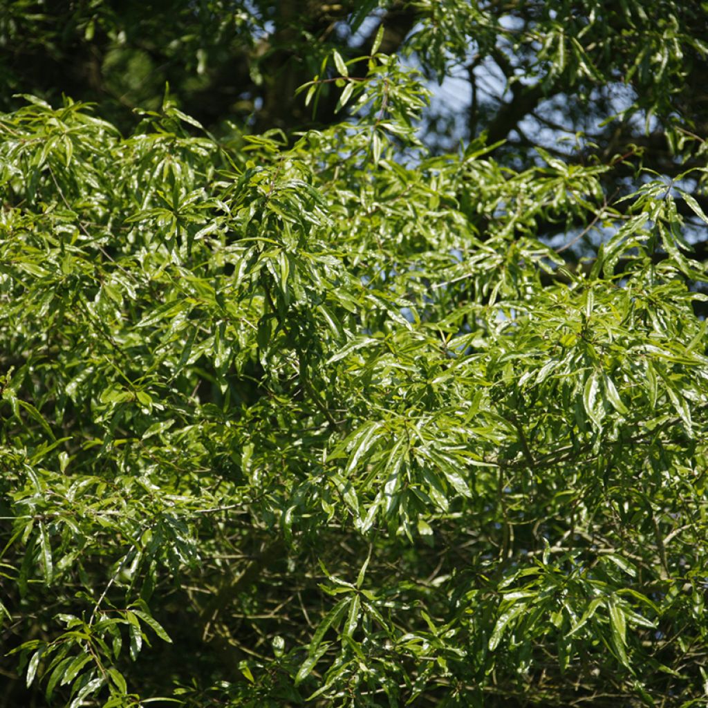 Quercus phellos - Willow Oak