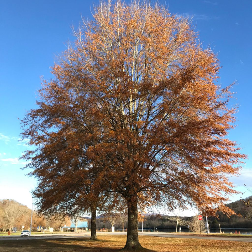 Quercus phellos - Willow Oak