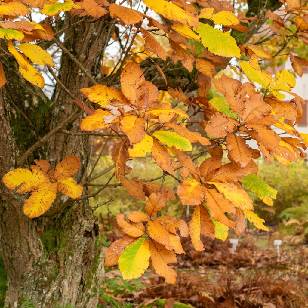 Quercus pontica - Pontic Oak