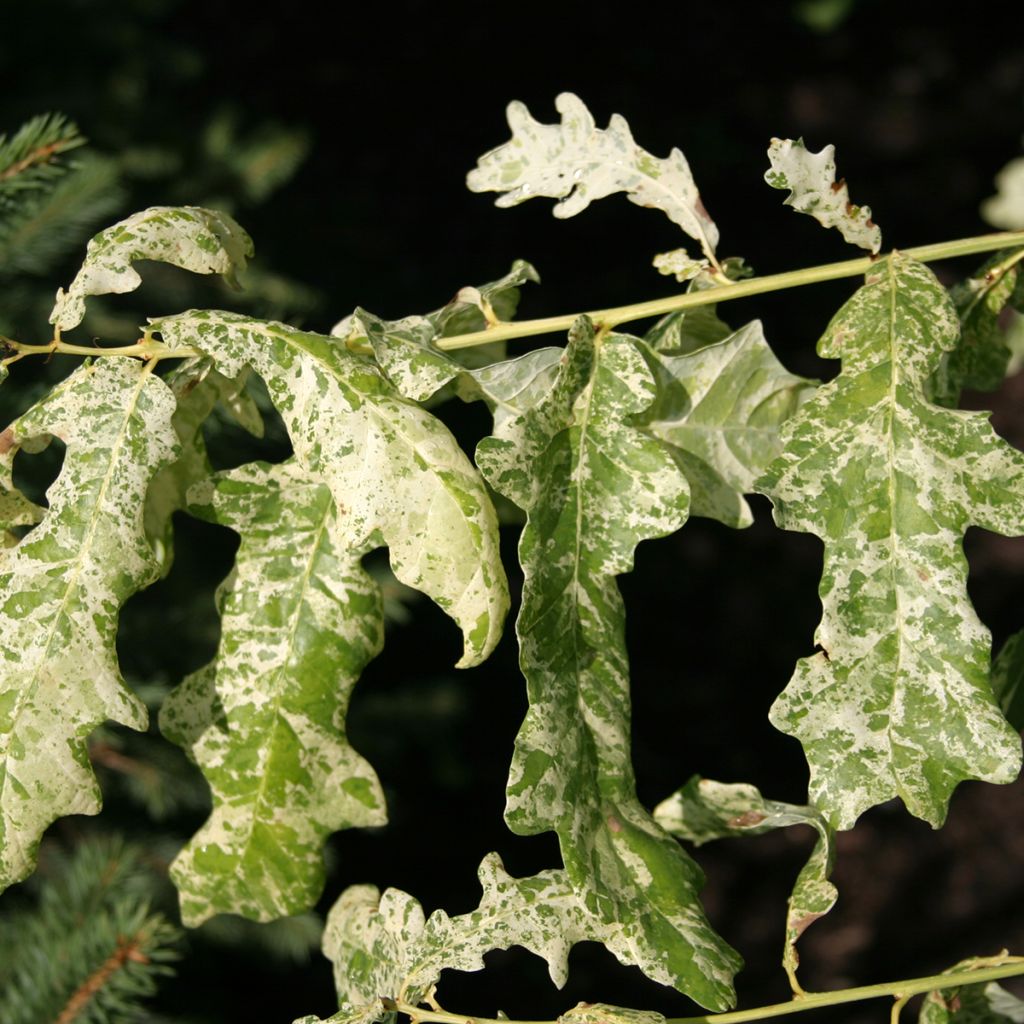 Quercus robur Jan Zamoyski - Oak