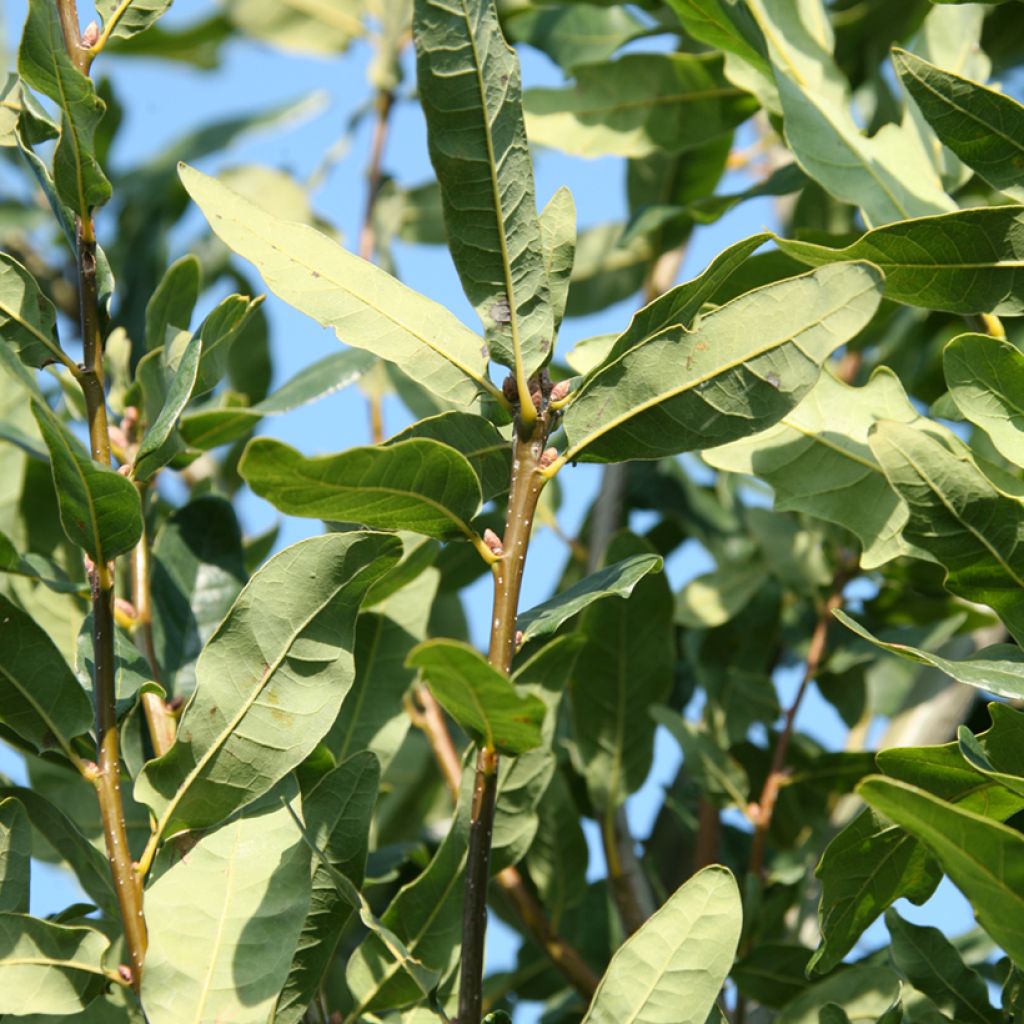 Quercus robur Salfast - English oak