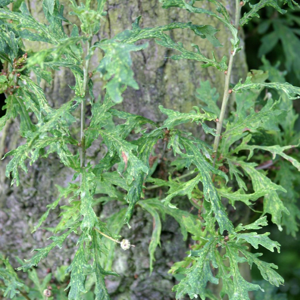 Quercus robur Strypemonde - English oak