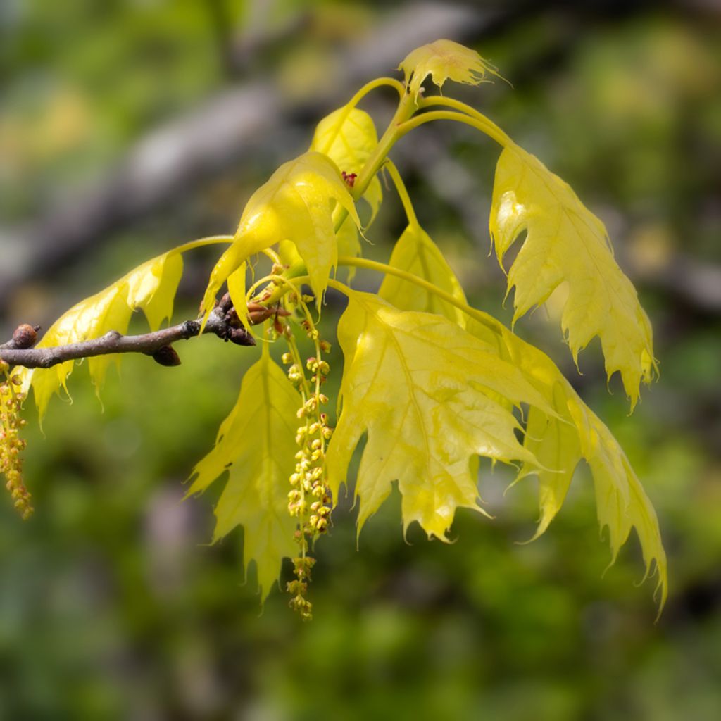 Quercus rubra Aurea