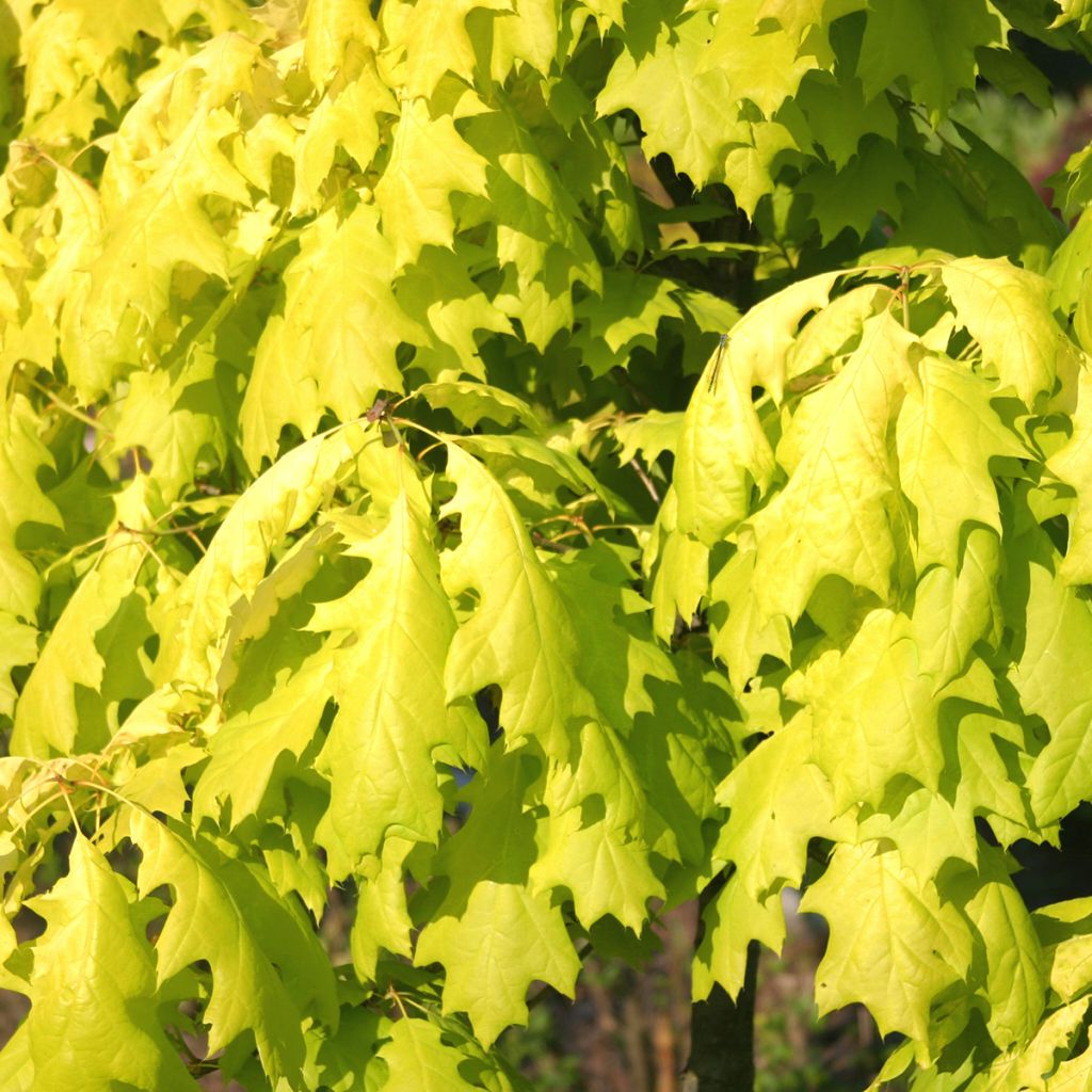 Quercus rubra Aurea