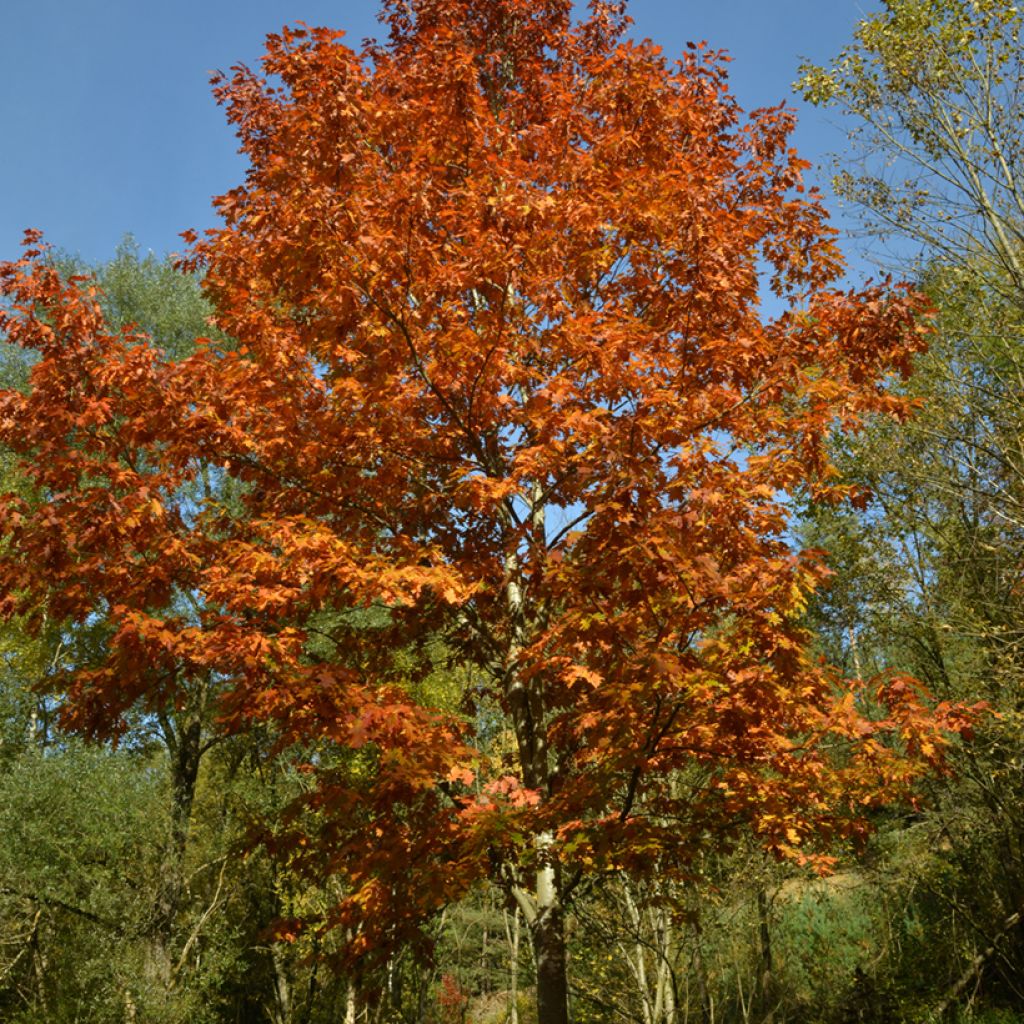 Quercus rubra - Red Oak