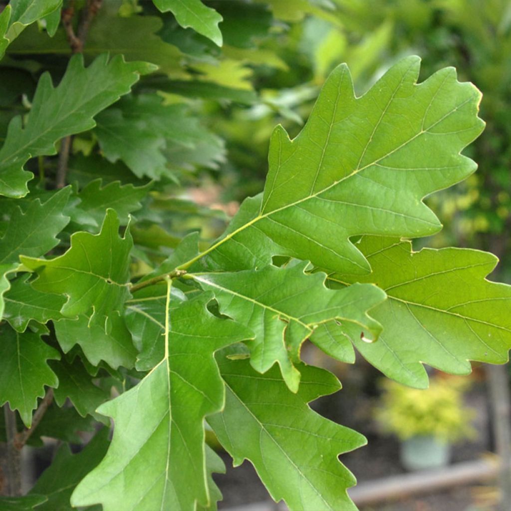 Quercus x warei Nadler - Oak