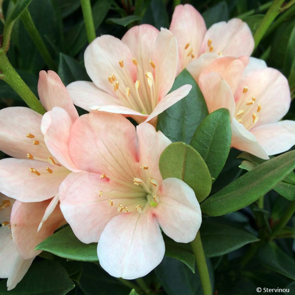 Rhododendron vireya  Aertrycke - Tropical Rhododendron