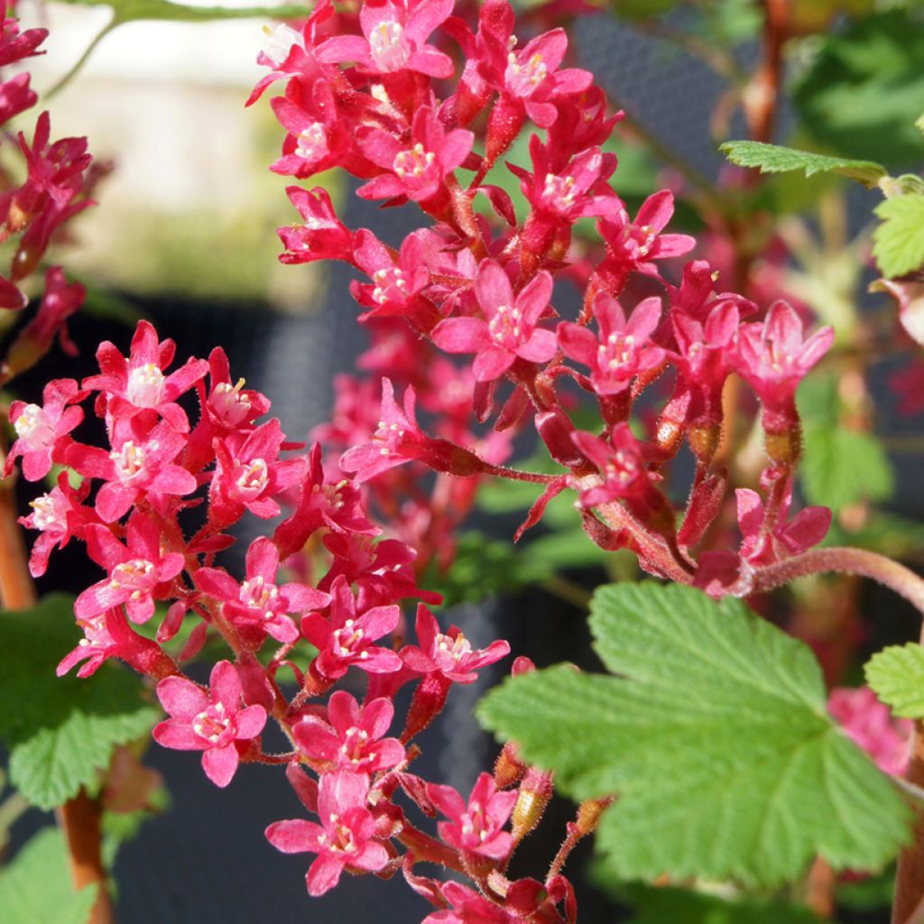 Ribes sanguineum Amore