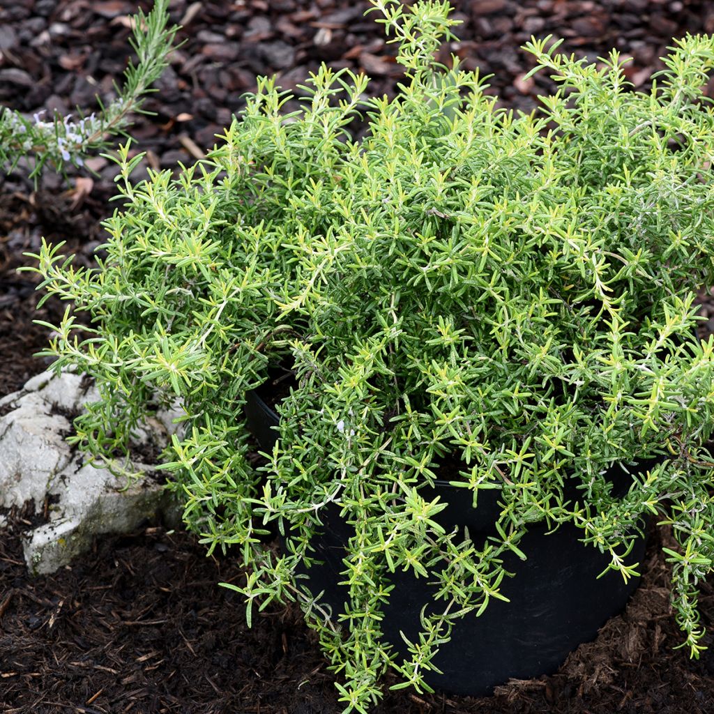 Salvia rosmarinus Capri - Rosemary