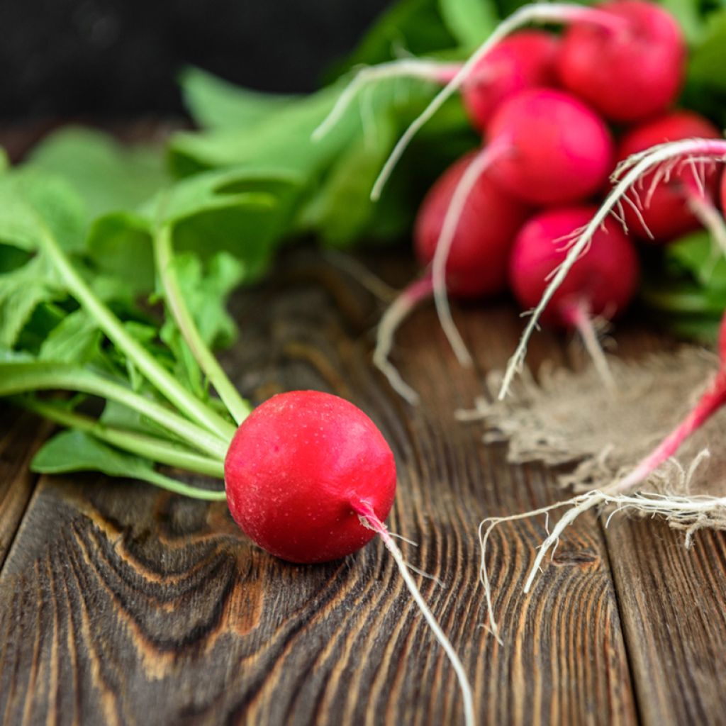 Cherry Belle Radish