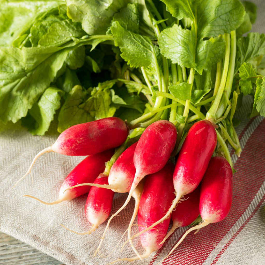 Radish Flamboyant 5 - Vilmorin Seeds