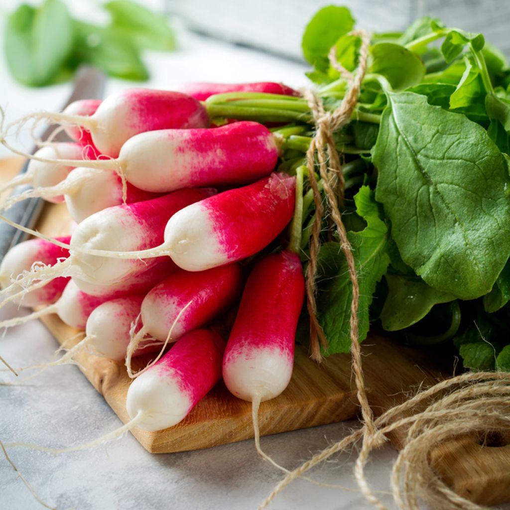 French Breakfast 3 Radish