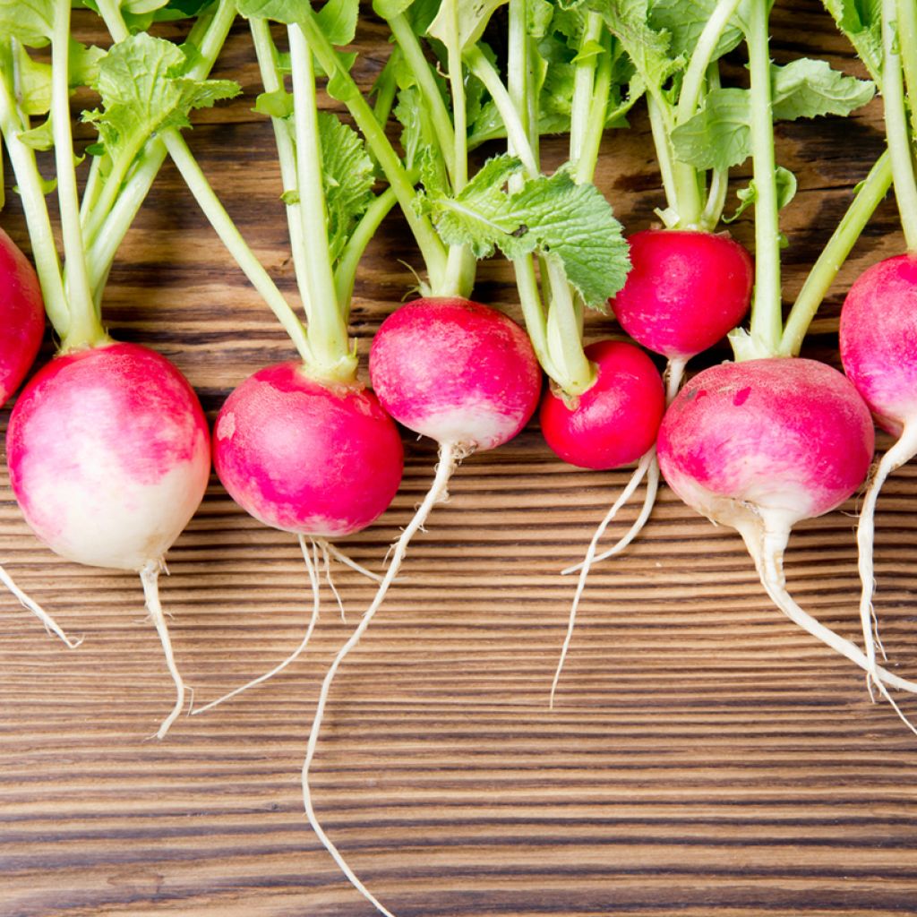 Radish Gaudry 2 - Vilmorin Seeds