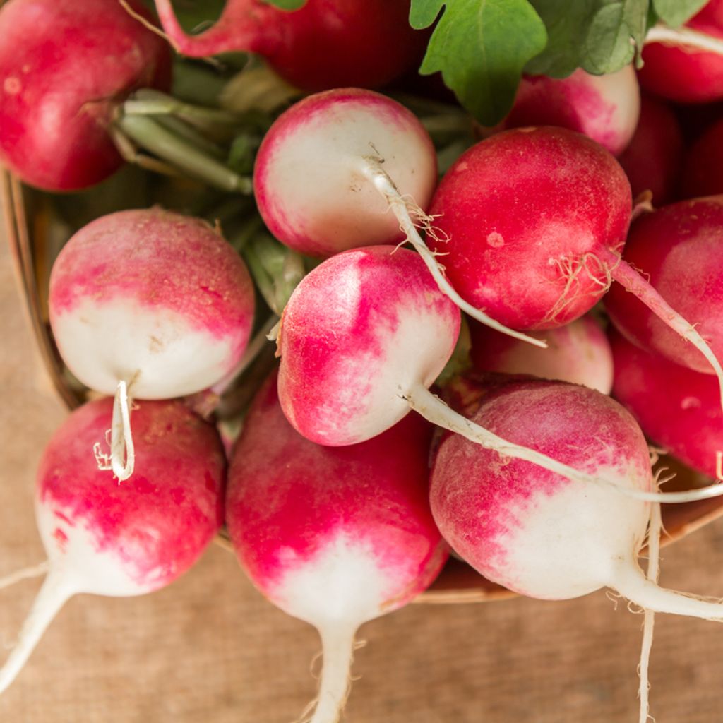 Radish National 2 - Ferme de Sainte Marthe Seeds