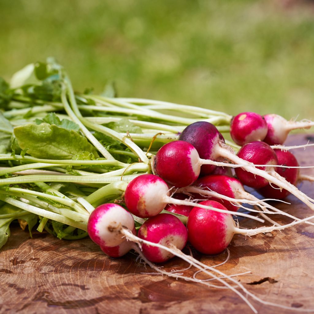 National Radish