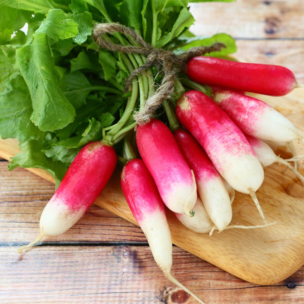 Radish Pernot Clair - Vilmorin Seeds