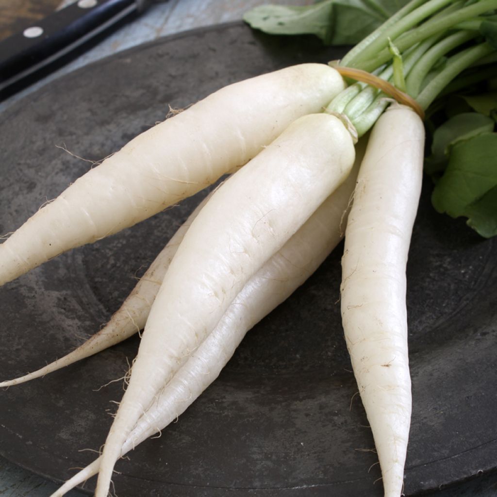 Daikon Radish Summer Cross F1