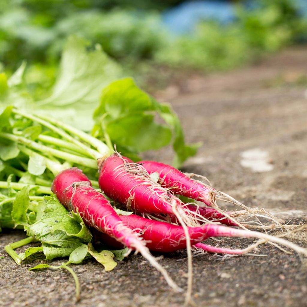 Radish Rose de Pâques 3 - Ferme de Sainte Marthe Seeds