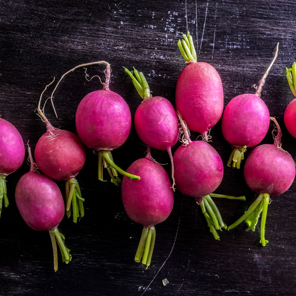 Viola NT Radish - Ferme de Sainte Marthe seeds