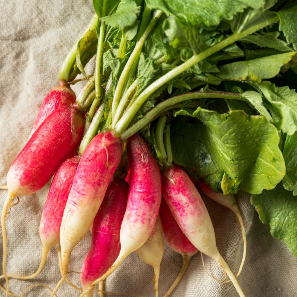 18-Day Organic Radish - Ferme de Sainte Marthe seeds