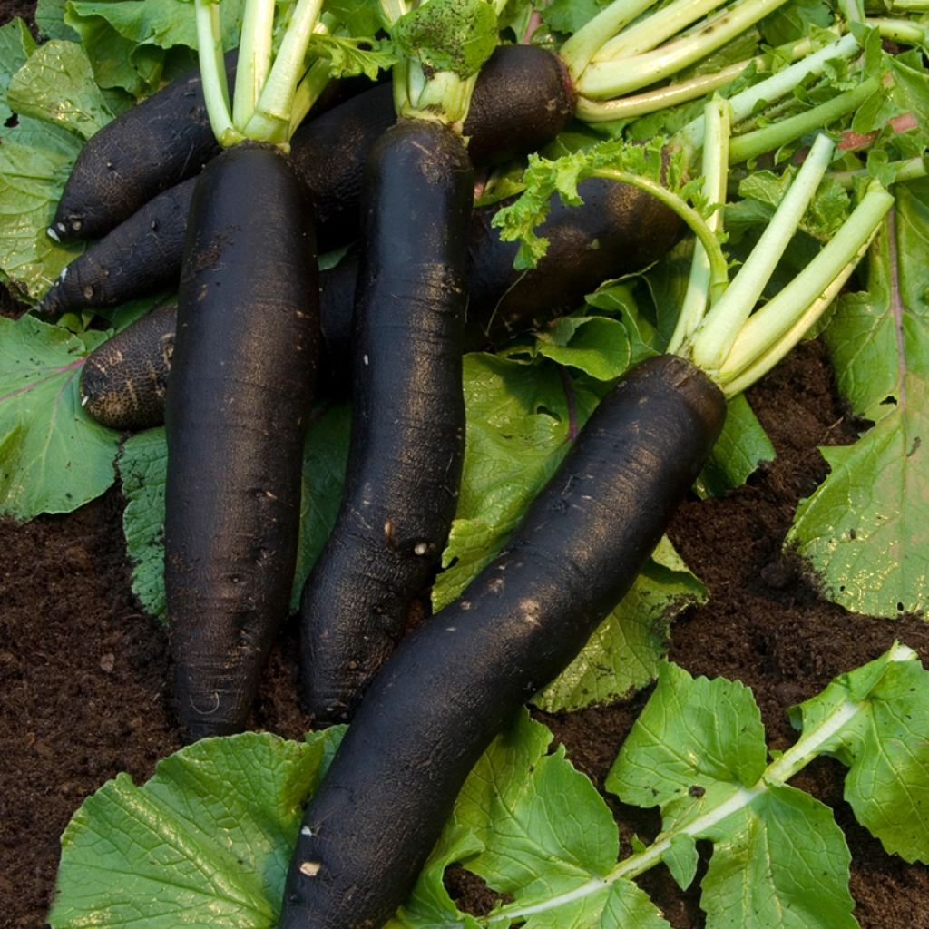 Radish Noir Long Poids d'Horloge - Vilmorin Seeds