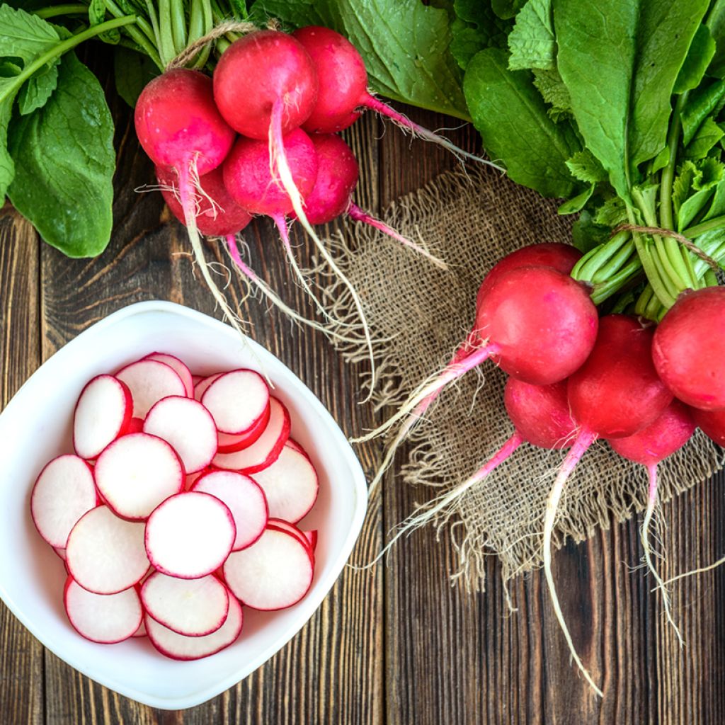 Radish Scarlet Globe