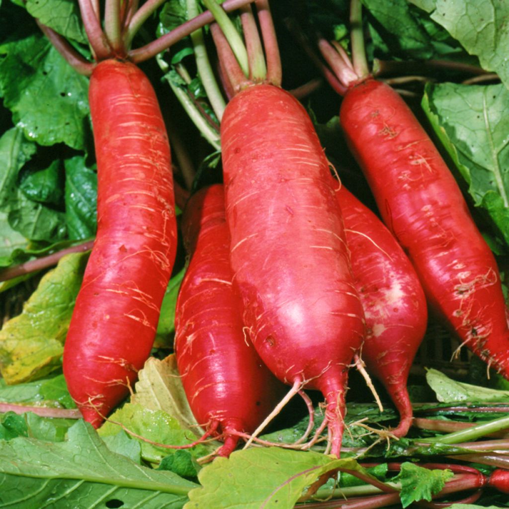 Radish China Rose - Vilmorin Seeds