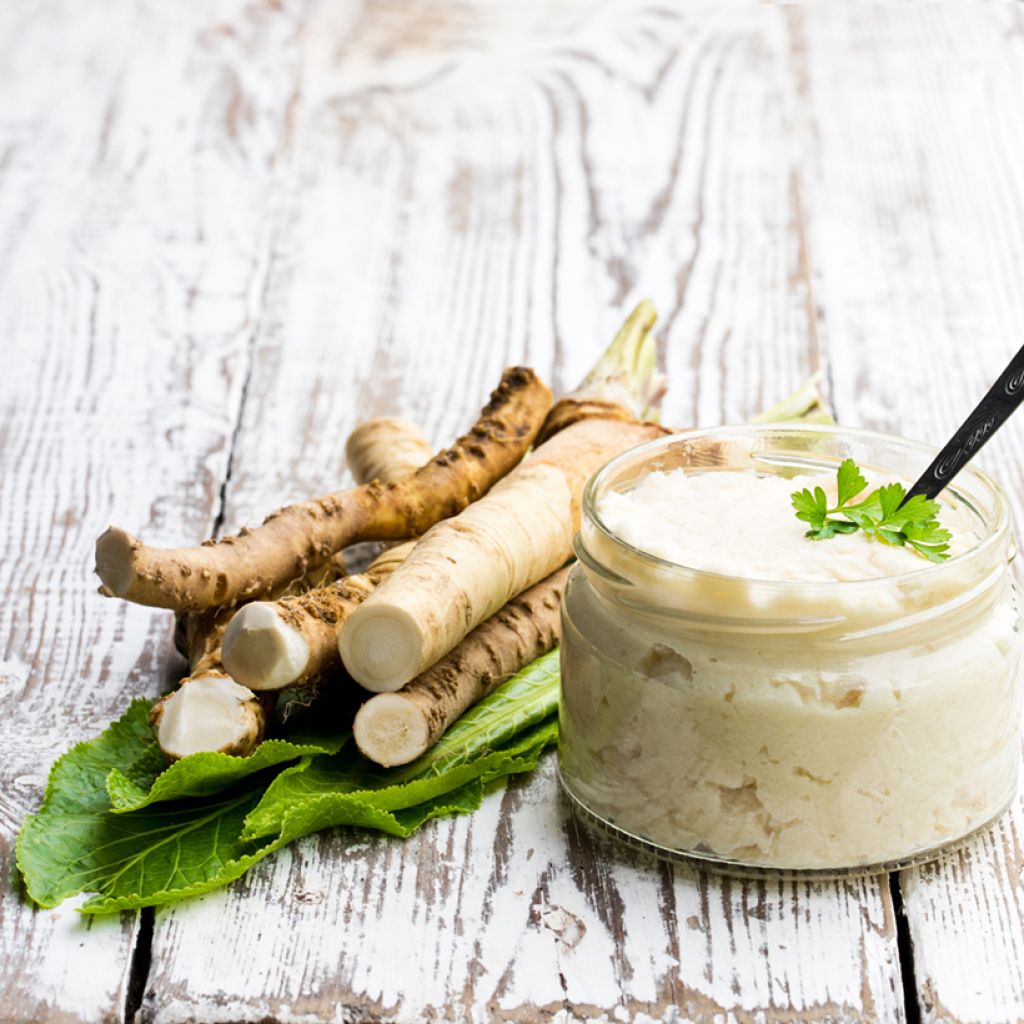 Horseradish - Armoracia rusticana - German Mustard