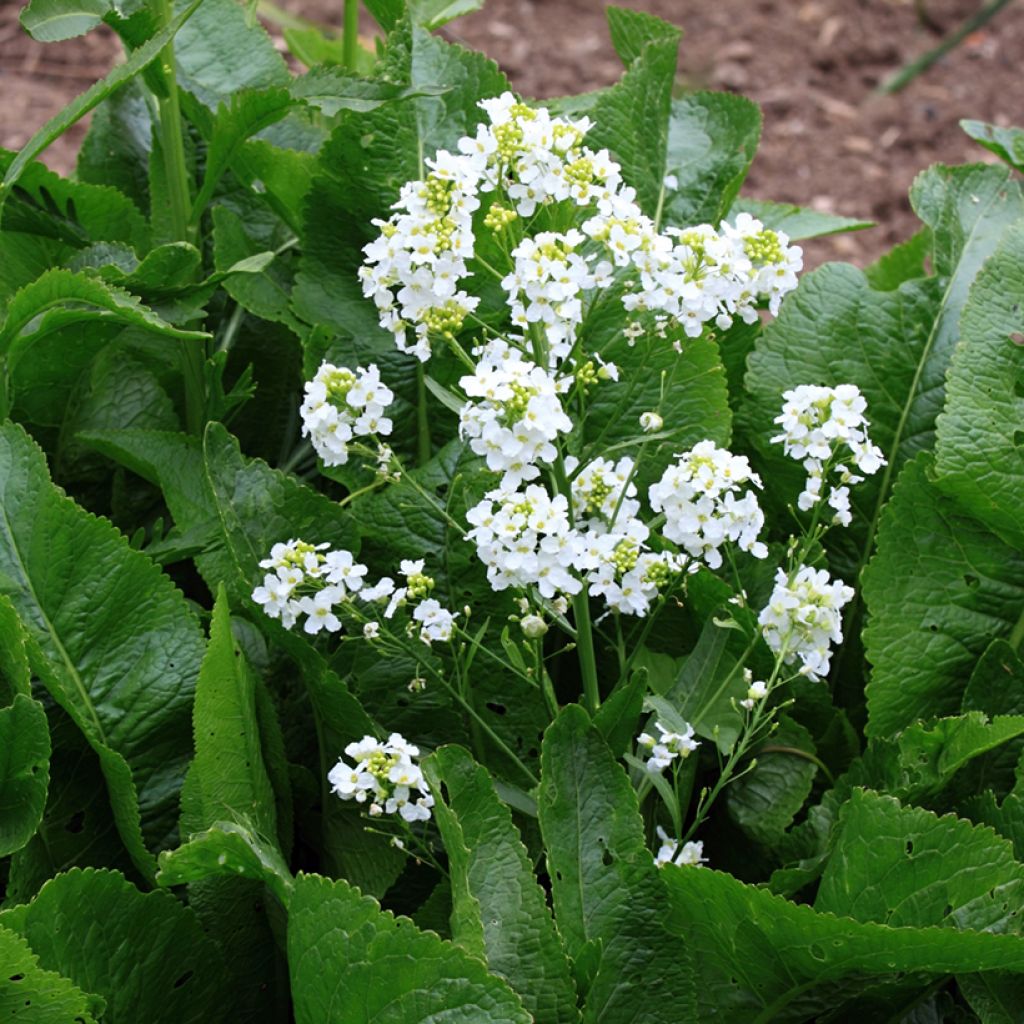 Horseradish - Armoracia rusticana - German Mustard