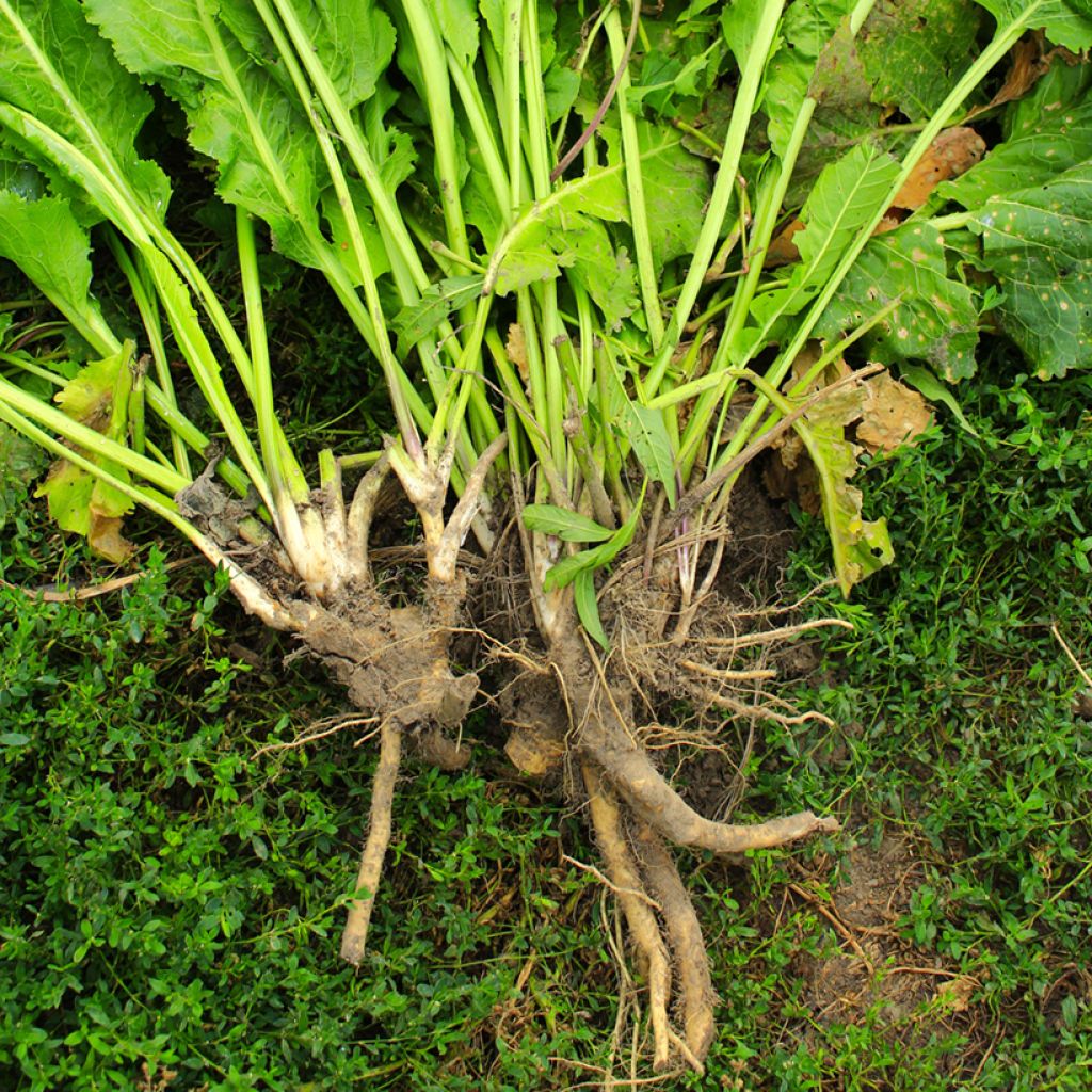 Horseradish - Armoracia rusticana