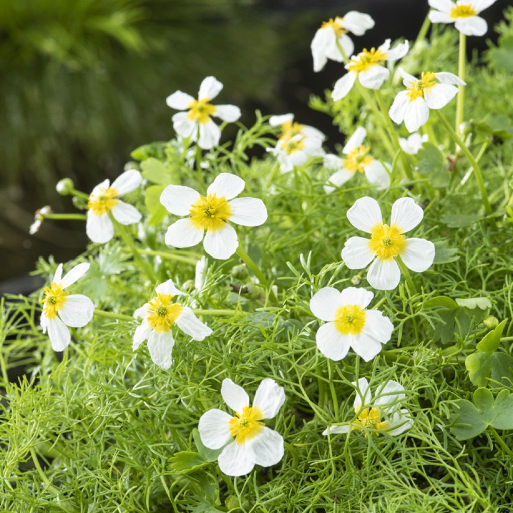 Ranunculus aquatilis - common water crowfoot