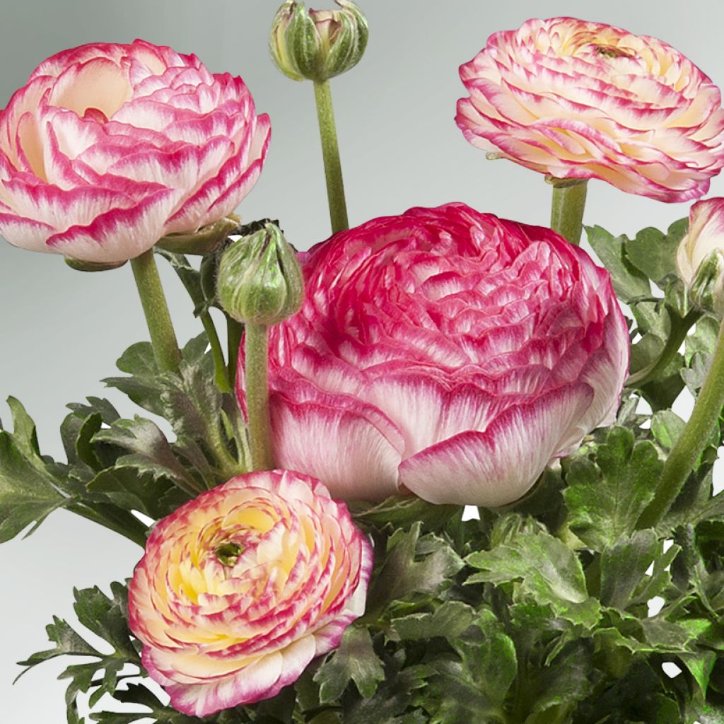 Ranunculus hybrida Sprinkles F1 Violet Bicolor - Persian Buttercup