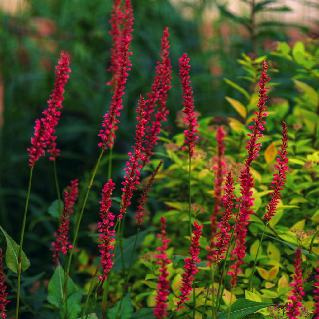 Persicaria amplexicaulis Black Dreams - Mountain Fleece