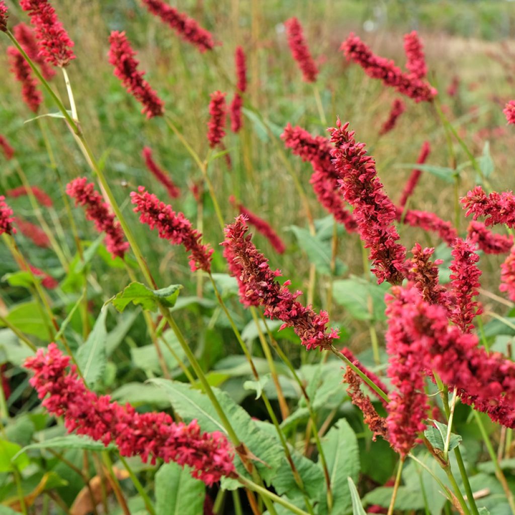 Persicaria amplexicaulis Fat Domino - Mountain Fleece