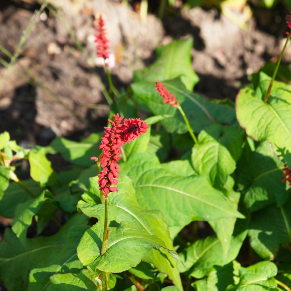 Persicaria amplexicaulis JS Caliente - Mountain Fleece