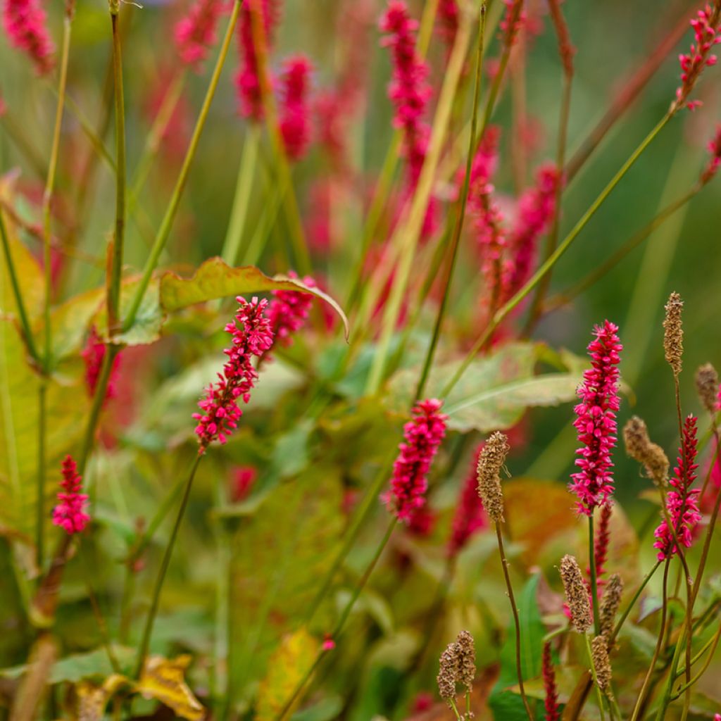 Persicaria amplexicaulis Orange Field - Mountain Fleece