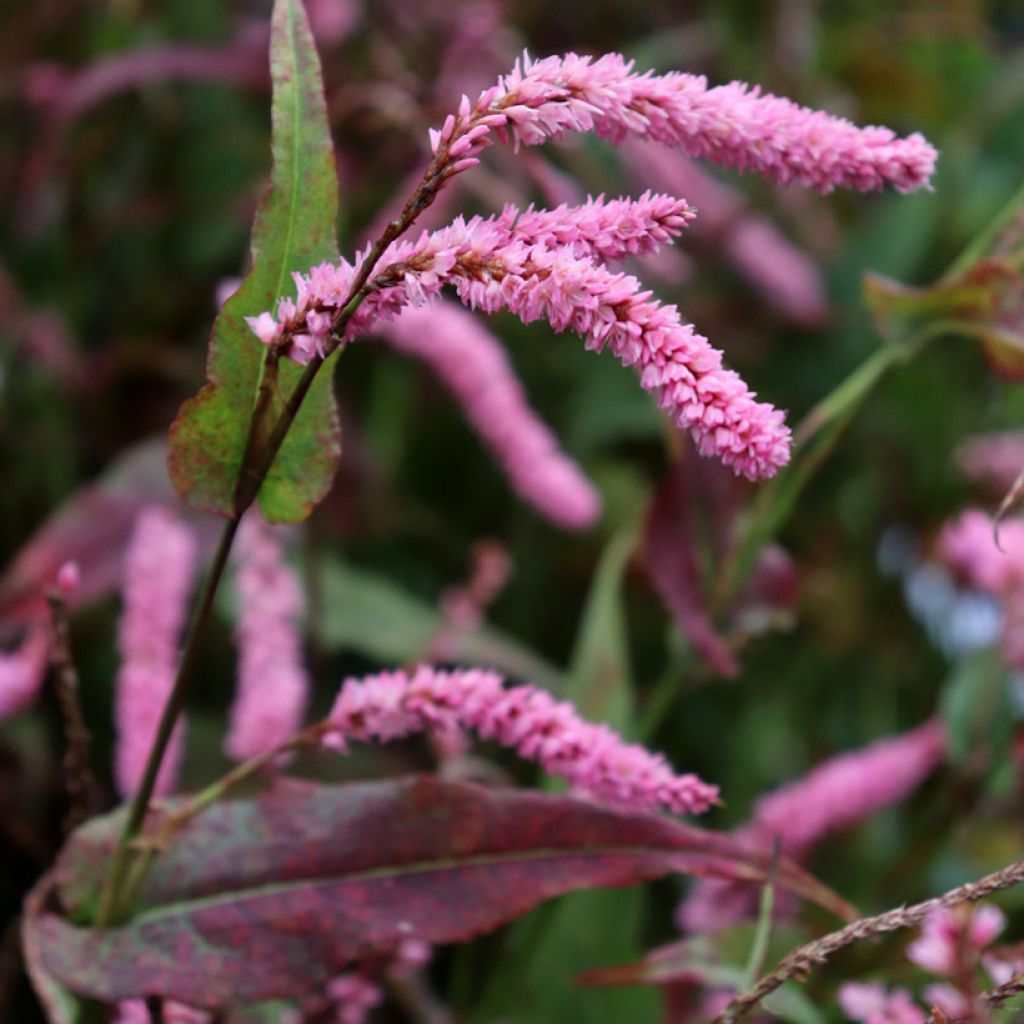 Persicaria amplexicaulis Pink Elephant - Mountain Fleece