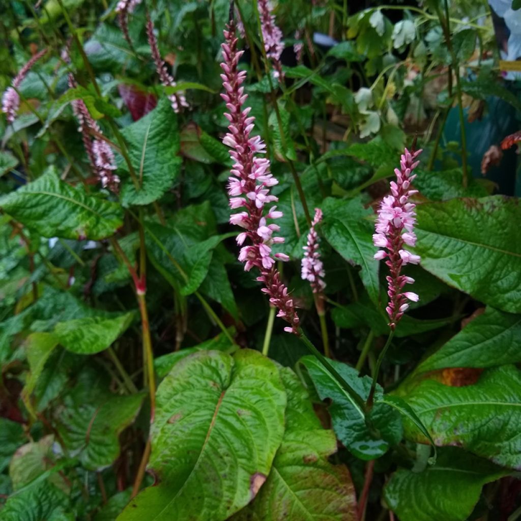 Persicaria amplexicaulis Rosea - Mountain Fleece