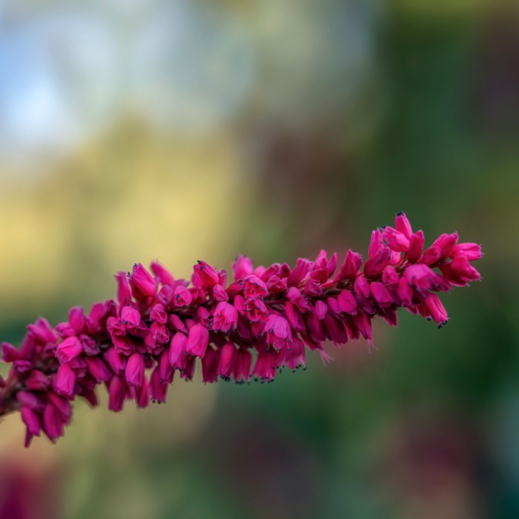 Persicaria amplexicaulis var. pendula - Mountain Fleece