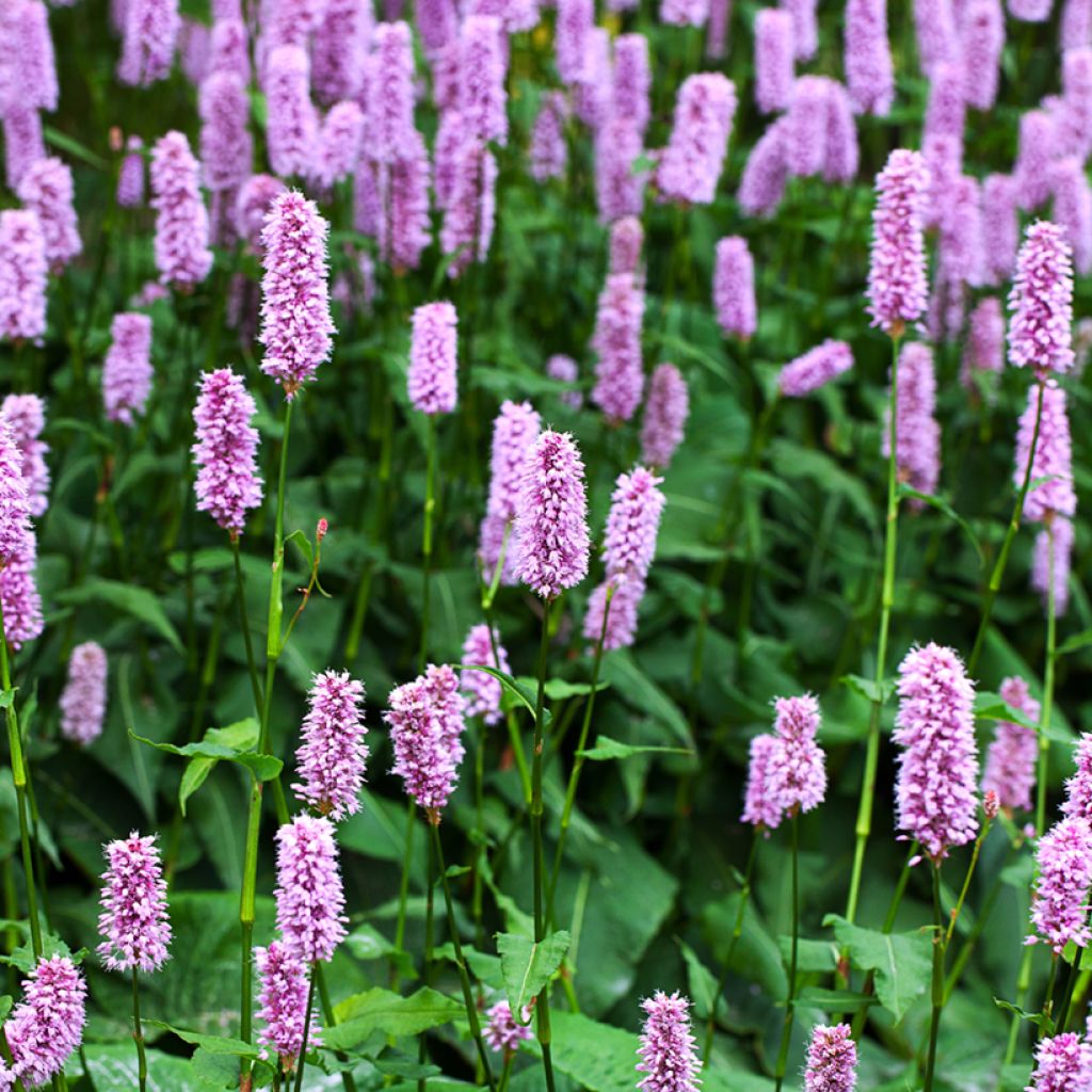 Persicaria bistorta Superba - Bistort