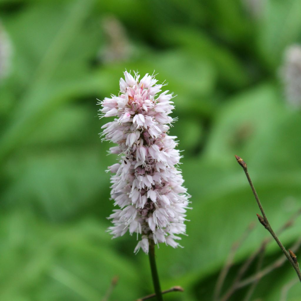 Persicaria bistorta Superba - Bistort