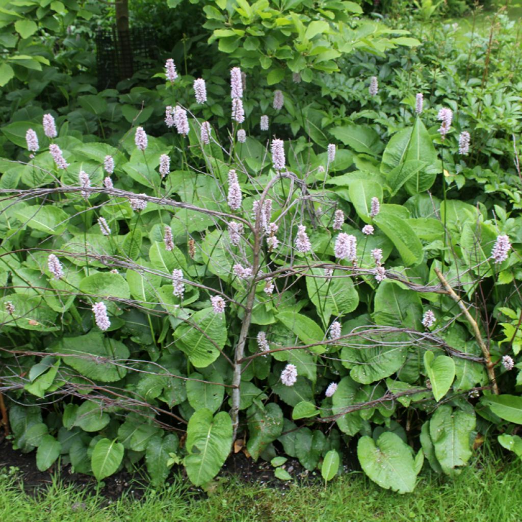 Persicaria bistorta Superba - Bistort