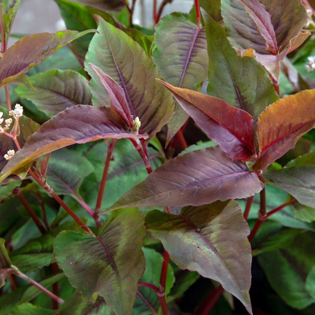 Persicaria microcephala Red Dragon - Knotweed