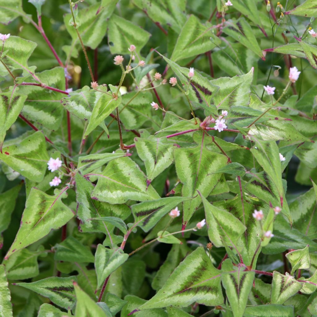 Persicaria runcinata Purple Fantasy - Knotweed