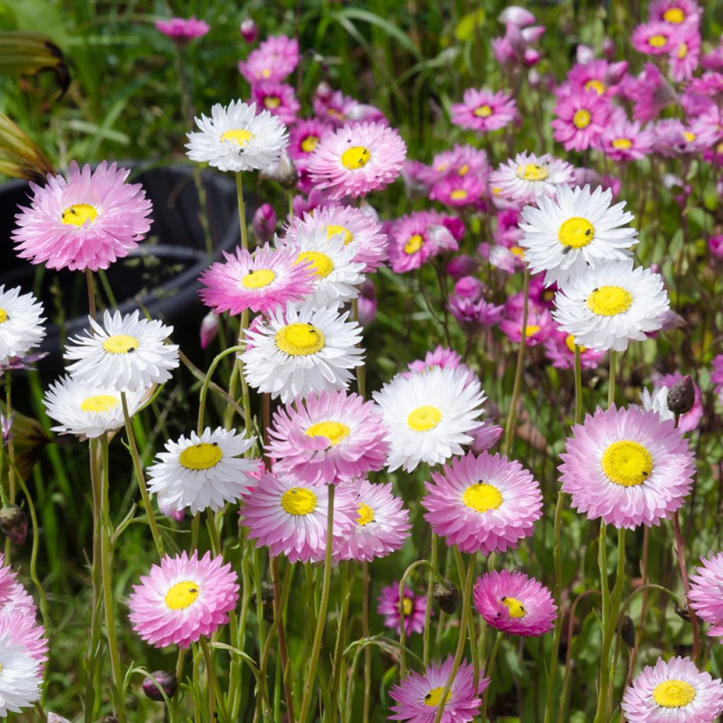 Rhodanthe manglesii Mix seeds - Australian everlasting