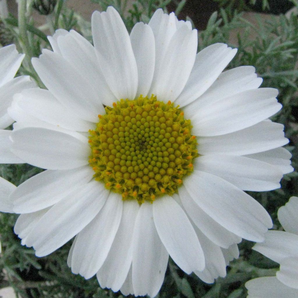 Rhodanthemum hosmariense African Rose - Moroccan Daisy